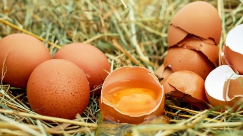 Ured za veterinarstvo: U BiH nema nedozvoljenih količina fipronila u jajima