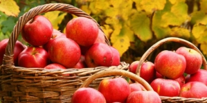 Rusija ponovo zabranila uvoz jabuka iz BiH