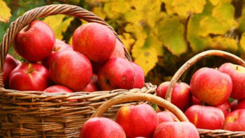 Rusija ponovo zabranila uvoz jabuka iz BiH