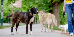 Dogs Trust: Kampanja besplatne sterilizacije za napuštene pse