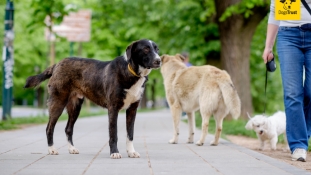 Dogs Trust: Kampanja besplatne sterilizacije za napuštene pse