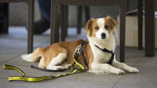 Dogs Trust i UNDP u BiH: Saradnja u rješavanju problema napuštenih pasa