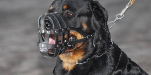 MUP TK: Kazne do 1.000 KM za izvođenje pasa bez povoca i brnjice