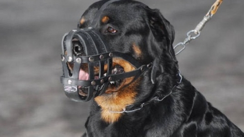MUP TK: Kazne do 1.000 KM za izvođenje pasa bez povoca i brnjice