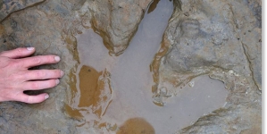 Znanstvenici otkrili fosilizirani otisak stopala dinosaura star oko 200 milijuna godina