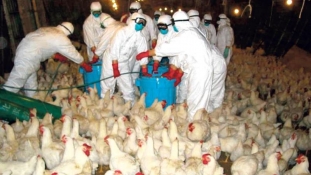 Upozorenje: Slučajevi ptičije ili kokošije gripe mogući u regionu i BiH