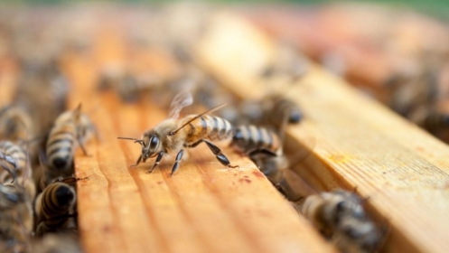 Obavještenje za građane: Besplatno i stručno uklanjanje rojeva pčela