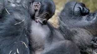 Baby boom rijetkih gorila u Ugandi