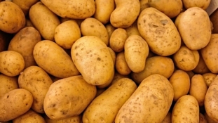 Medžlis IZ Janja proizveo 75 tona krompira, dio prinosa obrazovnim institucijama