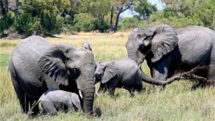 Evakuirano 150.000 ljudi zbog migrirajućih slonova u Kini