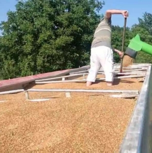 U Janji na vakufskoj parceli proizvedeno 47 tona pšenice