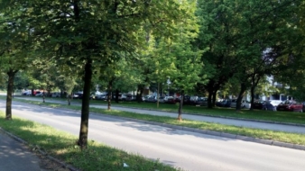 Grad Tuzla oformio radni tim za kontrolu i procjenu stanja drveća u gradu Tuzli