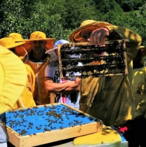 Obavještenje za pčelare: Ažuriranje podataka u Registru pčelara i pčelinjaka Federacije BiH